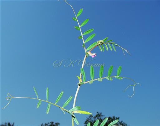  Branch with leaves